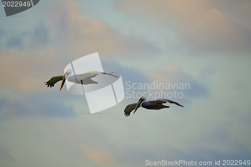 Image of Pelicans looking for their pray