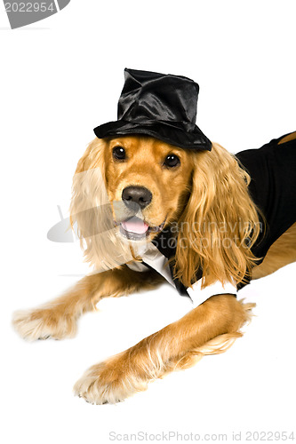 Image of Cocker spaniel
