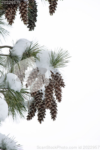 Image of Pine cones covered with snow