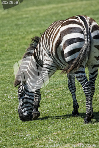 Image of Zebra eating grass on a green field