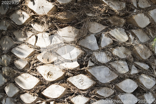 Image of Backgraund Trunk of a palm tree