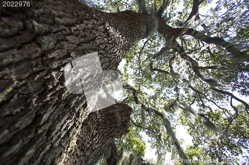 Image of Mysterious Spanish Moss