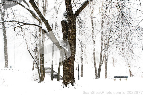 Image of Winter forest