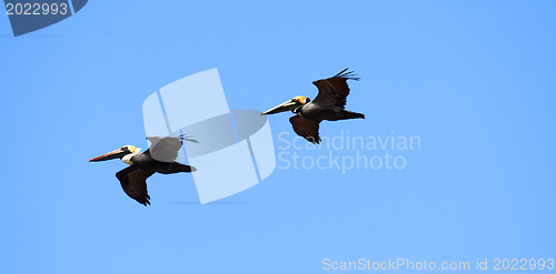 Image of Pelicans are flying over  Caribbean sea 