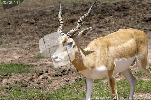 Image of Gazelle 