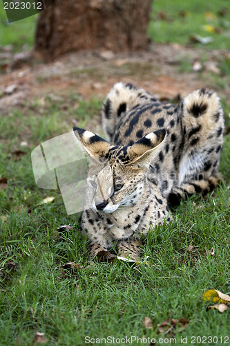 Image of African Wild Cat