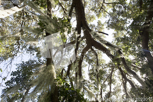 Image of Mysterious Spanish Moss