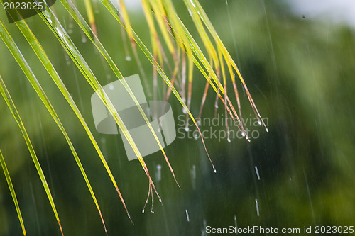 Image of Rainy