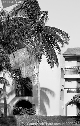 Image of Tropical house surrounded by  palm-trees