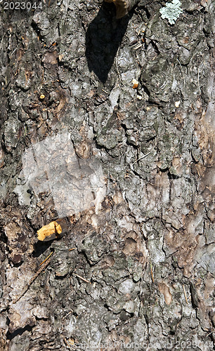 Image of Tree trunk