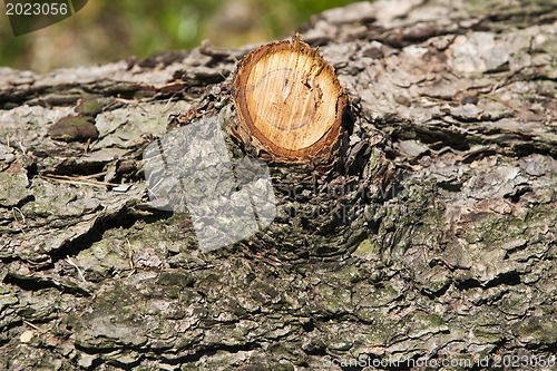 Image of Log