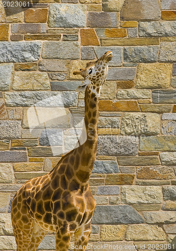 Image of Giraffe