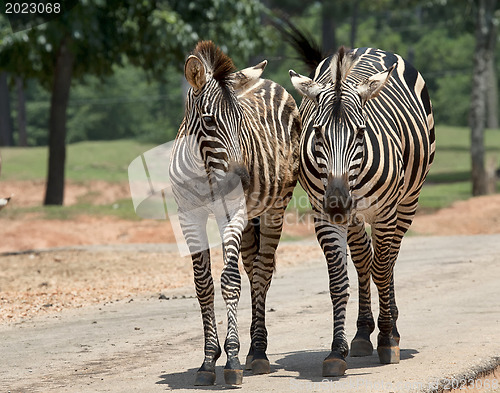 Image of Wilking Zebras