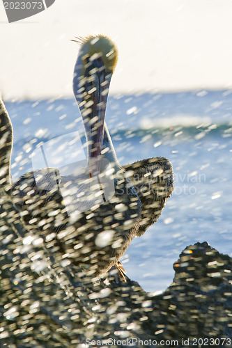 Image of Pelican sitting on a rock