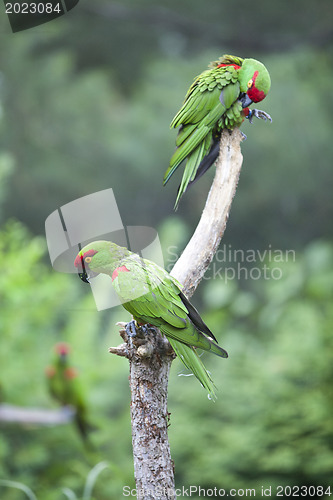 Image of Thick-biller Parrot