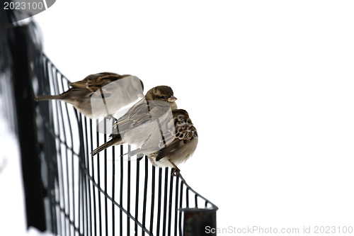 Image of Sparrows on a fence.