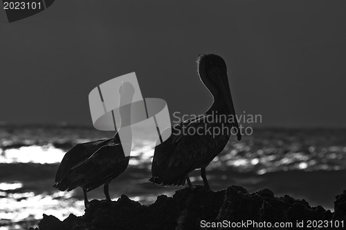 Image of Caribbean sea. Pelicans sitting on a rock 