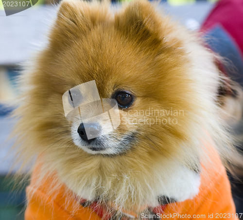 Image of Pomeranian Spitz 