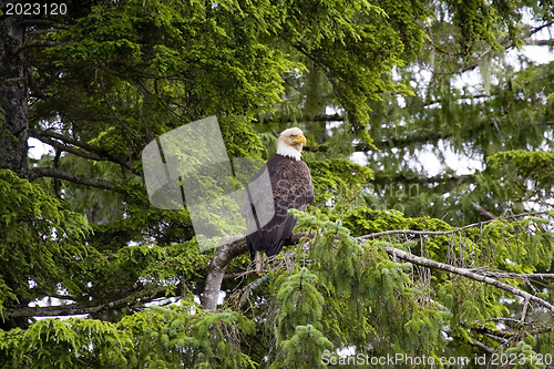 Image of American bald eagle 