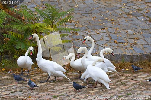 Image of Swans