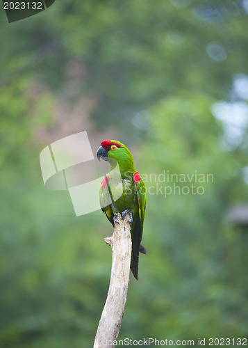 Image of Thick-biller Parrot