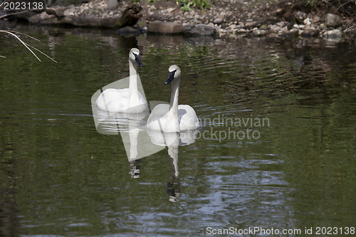 Image of Swans