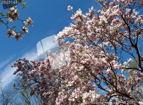 Image of Blooming trees in Lafoet park