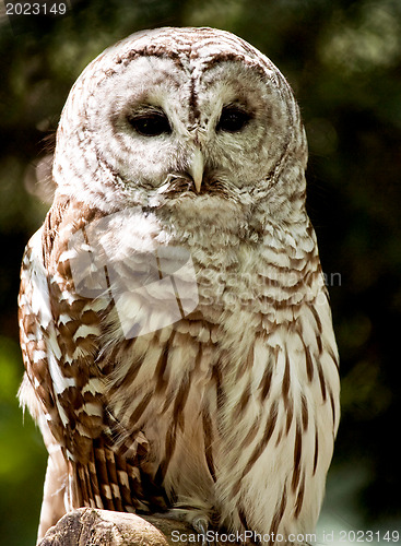 Image of Owl