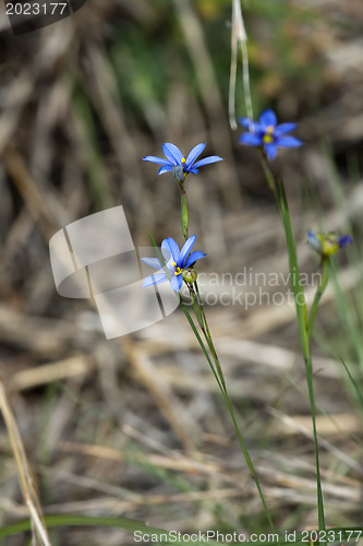 Image of Blue elegance