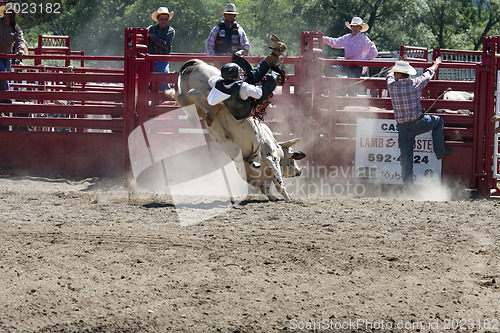 Image of Rodeo