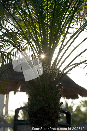 Image of Straw umbrella behaind a palm-tree