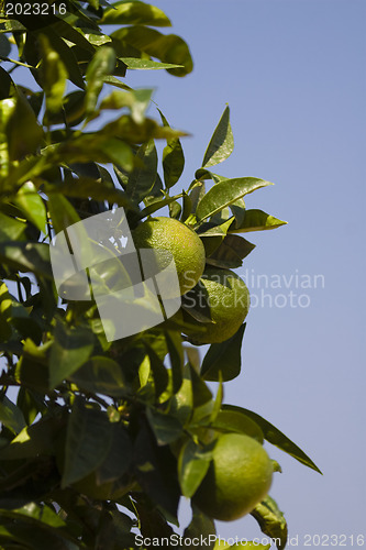 Image of Citrus tree