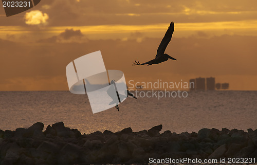 Image of Flying pelicans looking for their pray 