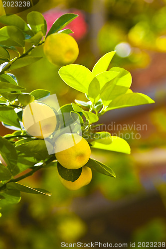 Image of Citrus tree