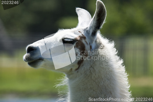 Image of Llama