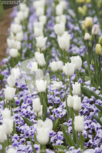 Image of Spring in Washington 