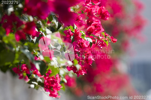 Image of Beautiful flowers of Israel