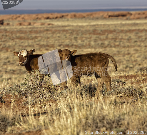 Image of Calfs