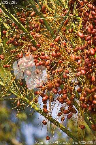 Image of  Dates palmtree