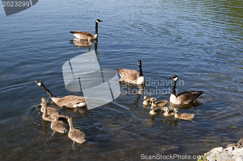 Image of Canadian Geese family