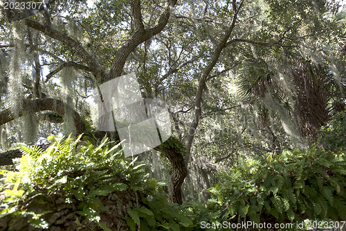 Image of Mysterious Spanish Moss