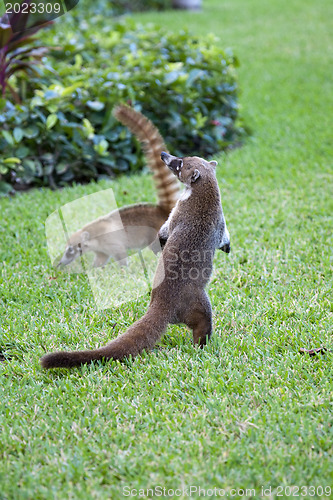 Image of Cozumel raccoons seaking for food