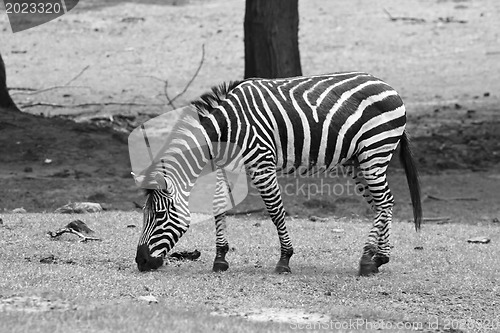 Image of Eating Zebra