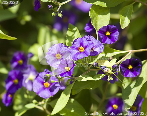 Image of Beautiful flowers of Israel,