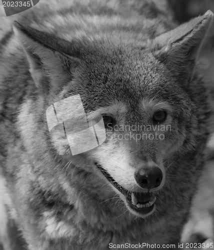 Image of Wolf