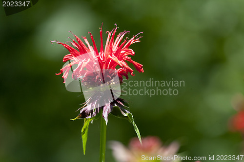 Image of Red flower on the green background