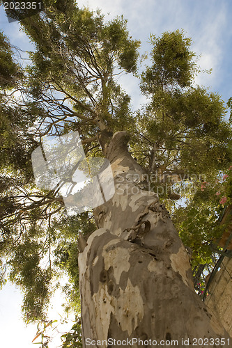 Image of Top of trees