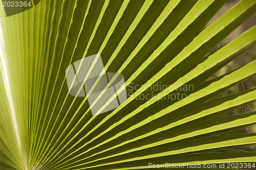 Image of Texture of palm leaves in natural light