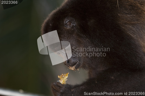 Image of Monkey is eating an apple 