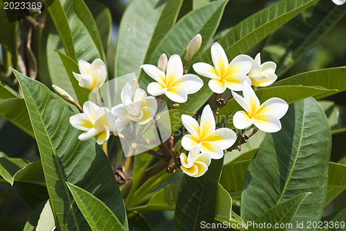 Image of Beautiful flowers of Israel,